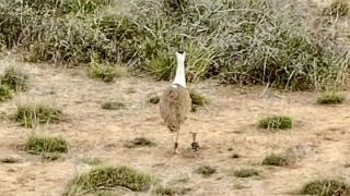 Great Indian Bustard Chick born in Kutch marking conservation breakthrough